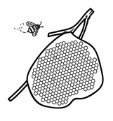 Help find the Bees Coloring Page