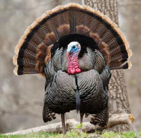 Tom Turkey FAQ Page