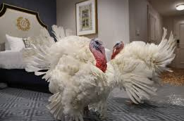 Presidential Turkey Pardons