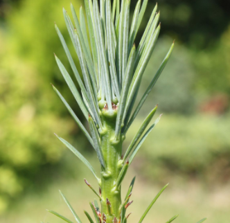 Growing Douglas Fir Trees from Seeds