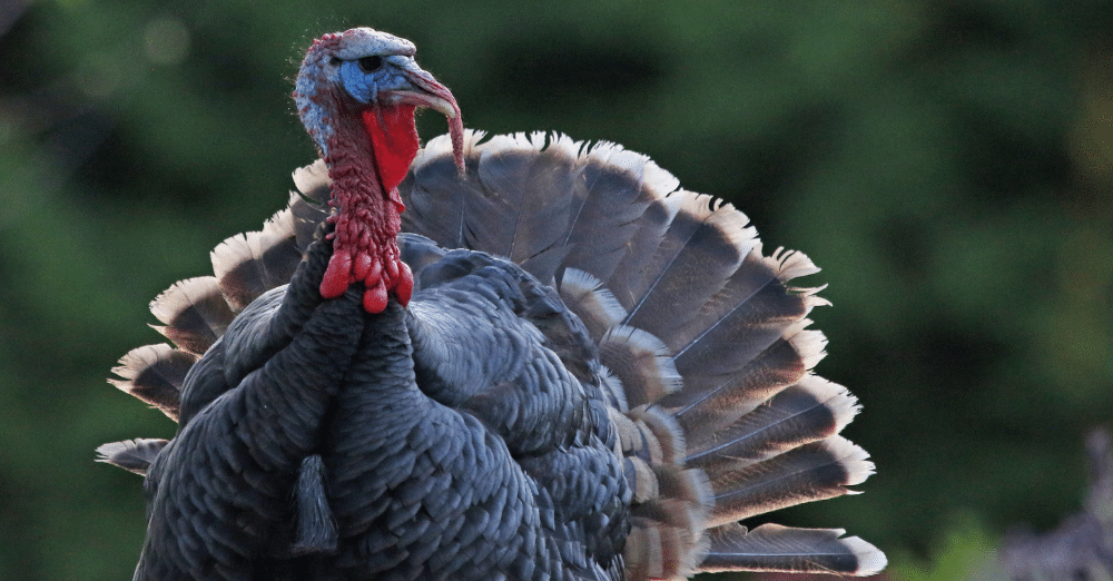 All About Wild Turkeys