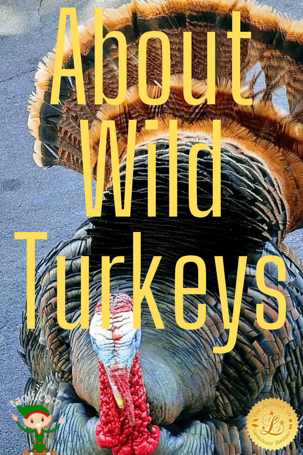 All About Wild Turkeys