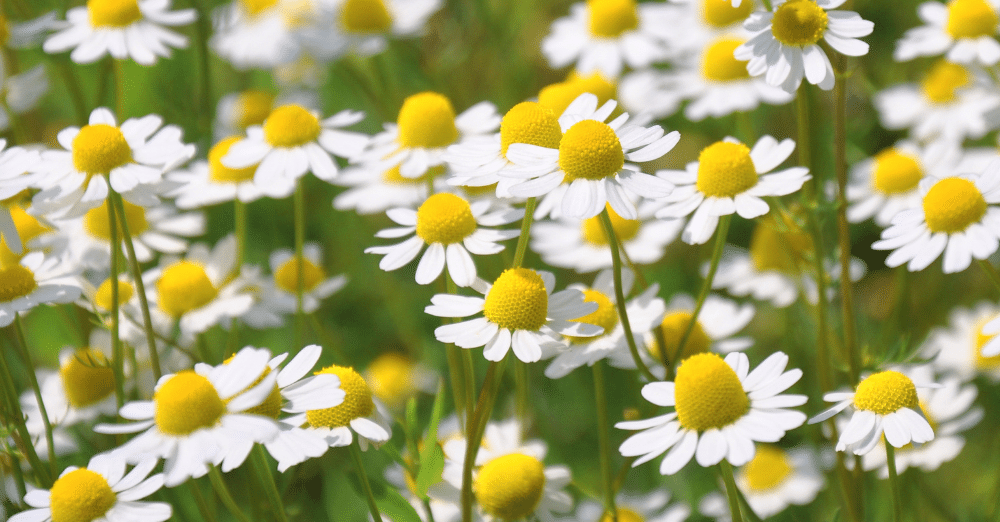 Chamomile Flowers