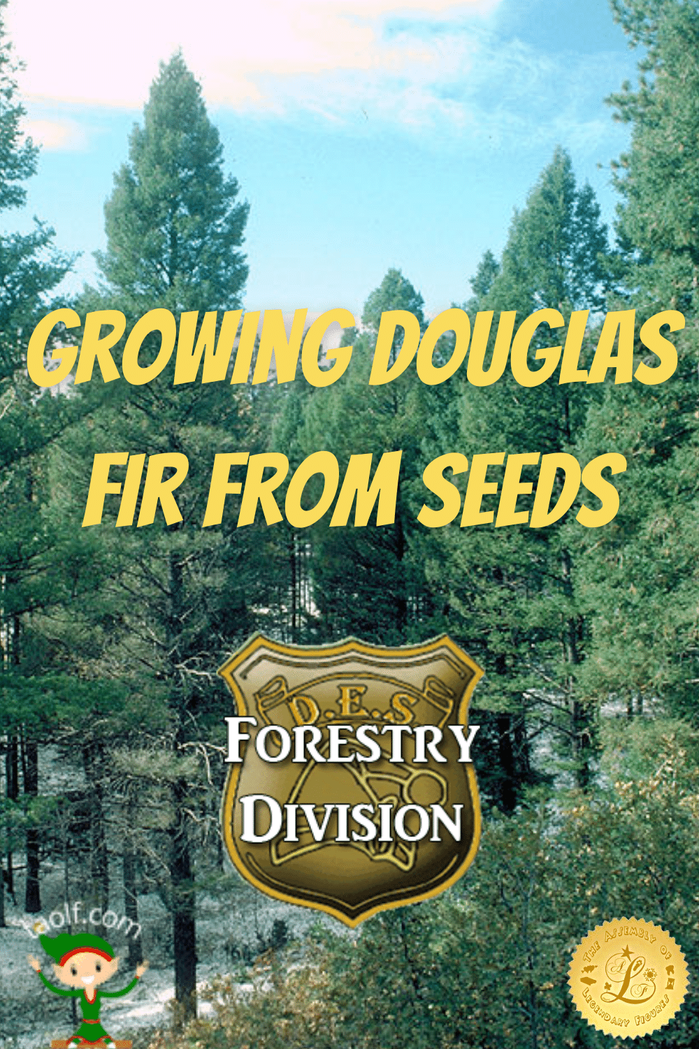 Directions for Growing Douglas Fir from Seeds