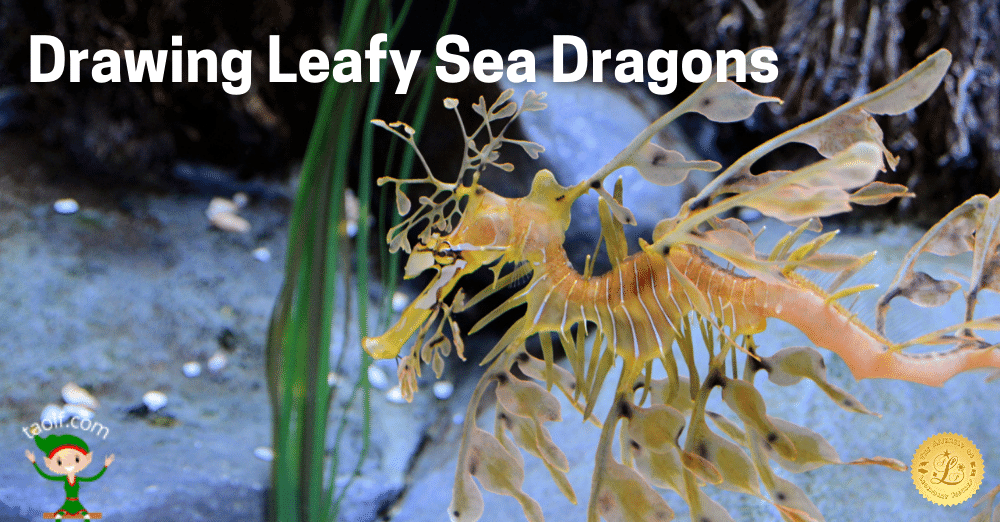 Drawing Leafy Sea Dragons