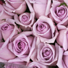 Lavender  Roses