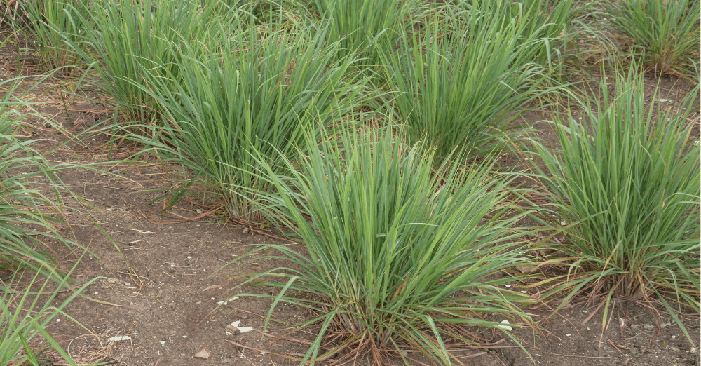 Lemon Grass