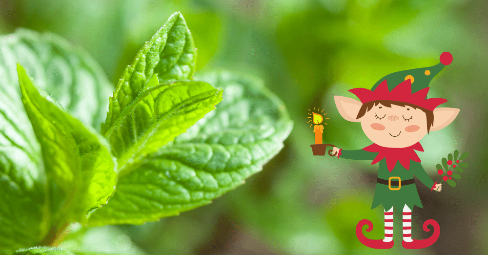 Peppermint Plants - The Magic Herb