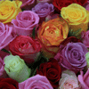 Mixed Color Roses