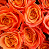 Orange Roses