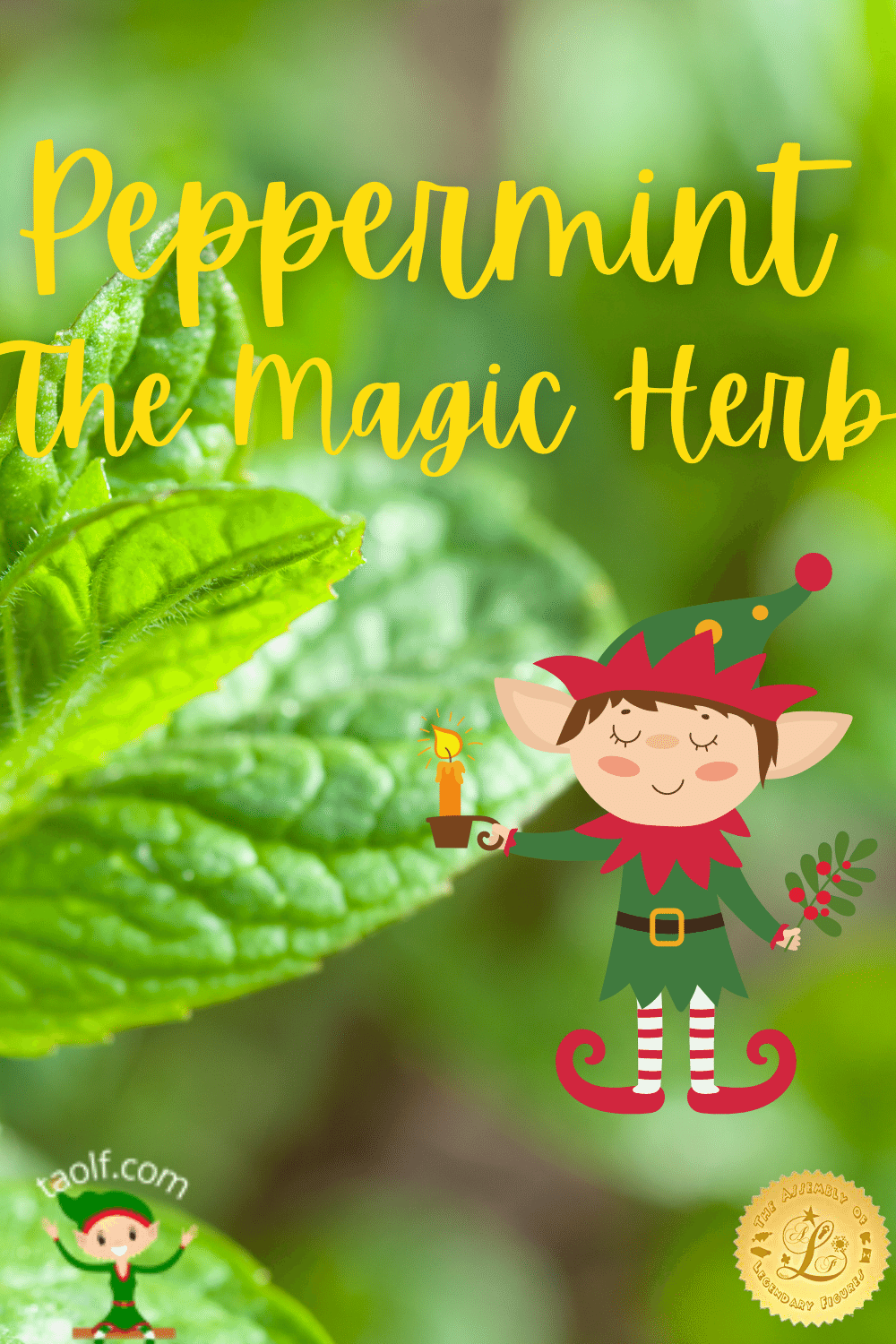 Peppermint Plants - The Magic Herb