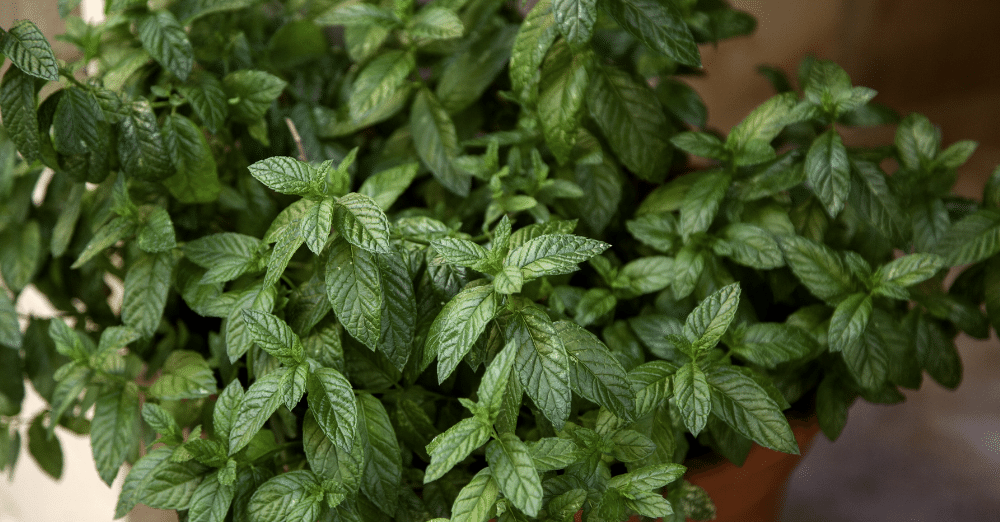 What are peppermint plants?