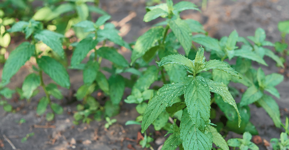 How to grow peppermint plants