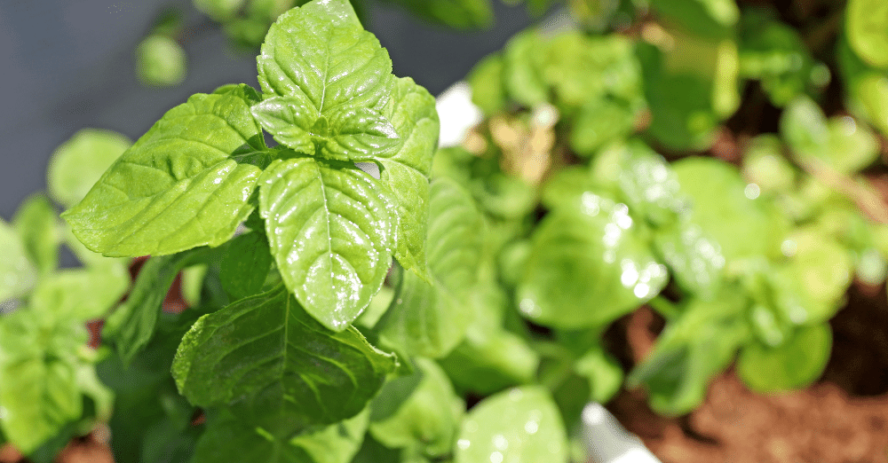 Uses of Peppermint Plants