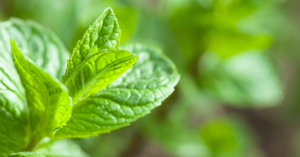 Peppermint Plant