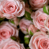 Pink Roses