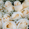 White Roses