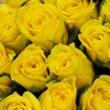 Yellow Roses